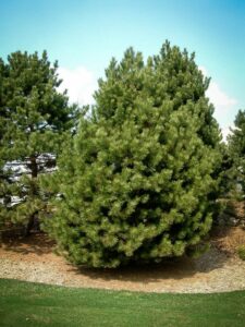 Сосна Чёрная (Pinus Nigra) купить по цене от 270.00р. в интернет-магазине «Посадика» с доставкой почтой в в Рыльске и по всей России – [изображение №1].