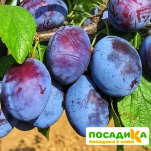 Слива Чачакская ранняя купить по цене от 229.00р. в интернет-магазине «Посадика» с доставкой почтой в в Рыльске и по всей России – [изображение №1].