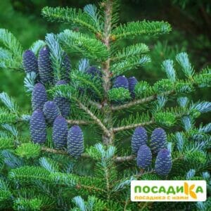 Пихта корейская (Abies koreana) купить по цене от 450.00р. в интернет-магазине «Посадика» с доставкой почтой в в Рыльске и по всей России – [изображение №1].