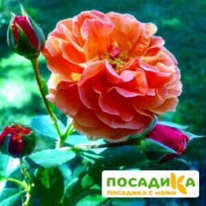 Роза Арабия купить по цене от 350.00р. в интернет-магазине «Посадика» с доставкой почтой в в Рыльске и по всей России – [изображение №1].