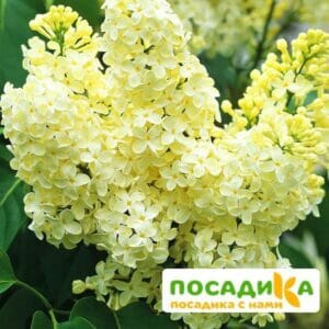 Сирень Примроуз (Primrose) купить по цене от 529.00р. в интернет-магазине «Посадика» с доставкой почтой в в Рыльске и по всей России – [изображение №1].