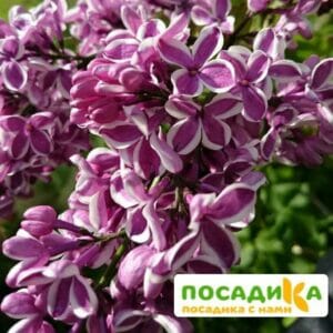 Сирень Сенсация купить по цене от 529.00р. в интернет-магазине «Посадика» с доставкой почтой в в Рыльске и по всей России – [изображение №1].