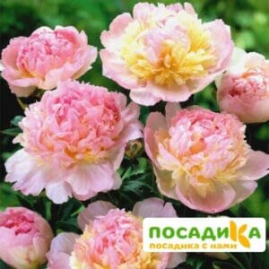 Пион Распберри Сандей (Paeonia Raspberry Sundae) купить по цене от 959р. в интернет-магазине «Посадика» с доставкой почтой в в Рыльске и по всей России – [изображение №1].