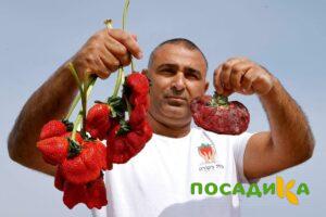 Клубника Гигант Джорнея купить по цене от 266р. в интернет-магазине «Посадика» с доставкой почтой в в Рыльске и по всей России – [изображение №1].