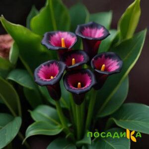 Калла Аура Лейс купить по цене от 400р. в интернет-магазине «Посадика» с доставкой почтой в в Рыльске и по всей России – [изображение №1].