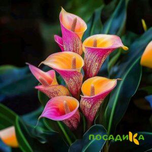 Калла Оникс купить по цене от 450р. в интернет-магазине «Посадика» с доставкой почтой в в Рыльске и по всей России – [изображение №1].