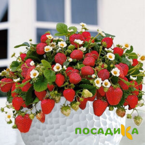 Клубника Рубиновый Шепот (горшечная) купить по цене от 240р. в интернет-магазине «Посадика» с доставкой почтой в в Рыльске и по всей России – [изображение №1].