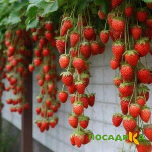 Клубника вьющаяся Комплимент купить по цене от 470р. в интернет-магазине «Посадика» с доставкой почтой в в Рыльске и по всей России – [изображение №1].