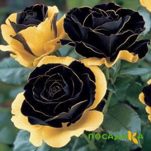 Роза Ханни Сикл купить по цене от 700р. в интернет-магазине «Посадика» с доставкой почтой в в Рыльске и по всей России – [изображение №1].