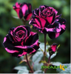 Роза Багровый Шепот купить по цене от 366р. в интернет-магазине «Посадика» с доставкой почтой в в Рыльске и по всей России – [изображение №1].