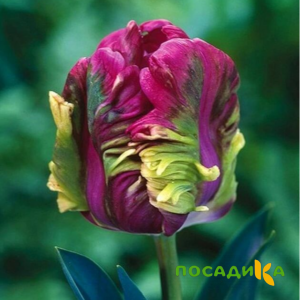 Тюльпан Экзотик Хэвен купить по цене от 186р. в интернет-магазине «Посадика» с доставкой почтой в в Рыльске и по всей России – [изображение №1].