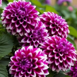 Георгин Кристал Корт купить по цене от 602р. в интернет-магазине «Посадика» с доставкой почтой в в Рыльске и по всей России – [изображение №1].