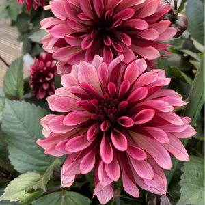 Георгин Перли Сансет купить по цене от 309р. в интернет-магазине «Посадика» с доставкой почтой в в Рыльске и по всей России – [изображение №1].