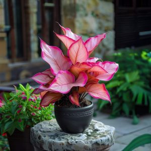 Хоста Розовая Симфония купить по цене от 800р. в интернет-магазине «Посадика» с доставкой почтой в в Рыльске и по всей России – [изображение №1].