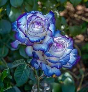 Роза Пэтолз Хоуп купить по цене от 333р. в интернет-магазине «Посадика» с доставкой почтой в в Рыльске и по всей России – [изображение №1].