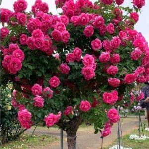 Роза Версаля купить по цене от 232р. в интернет-магазине «Посадика» с доставкой почтой в в Рыльске и по всей России – [изображение №1].