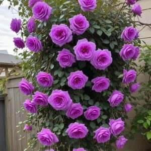 Роза Мистик Уайт купить по цене от 620р. в интернет-магазине «Посадика» с доставкой почтой в в Рыльске и по всей России – [изображение №1].