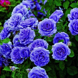 Роза Блю Мун купить по цене от 450р. в интернет-магазине «Посадика» с доставкой почтой в в Рыльске и по всей России – [изображение №1].