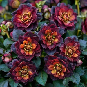 Морозник Сноу Дроп купить по цене от 348р. в интернет-магазине «Посадика» с доставкой почтой в в Рыльске и по всей России – [изображение №1].