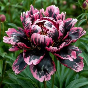 Пион Дроп Руби купить по цене от 469р. в интернет-магазине «Посадика» с доставкой почтой в в Рыльске и по всей России – [изображение №1].