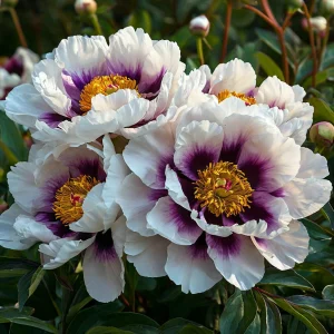 Пион Эко Саммер купить по цене от 548р. в интернет-магазине «Посадика» с доставкой почтой в в Рыльске и по всей России – [изображение №1].