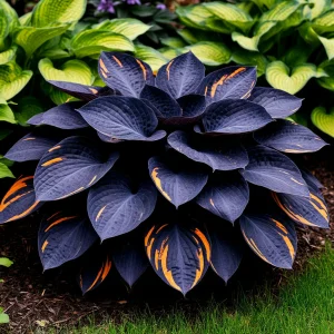 Хоста Умбра купить по цене от 349р. в интернет-магазине «Посадика» с доставкой почтой в в Рыльске и по всей России – [изображение №1].