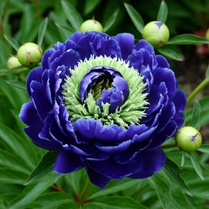 Пион Дримвивер купить по цене от 417р. в интернет-магазине «Посадика» с доставкой почтой в в Рыльске и по всей России – [изображение №1].