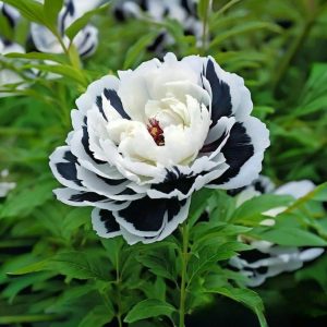 Пион Монохромный Шик купить по цене от 429р. в интернет-магазине «Посадика» с доставкой почтой в в Рыльске и по всей России – [изображение №1].