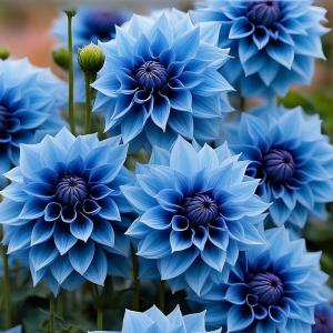 Георгин Вижапе купить по цене от 699р. в интернет-магазине «Посадика» с доставкой почтой в в Рыльске и по всей России – [изображение №1].