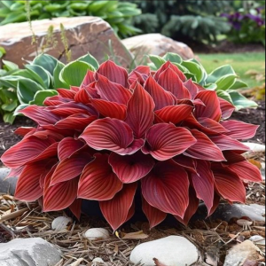 Хоста Рэд Эйнджл купить по цене от 549р. в интернет-магазине «Посадика» с доставкой почтой в в Рыльске и по всей России – [изображение №1].