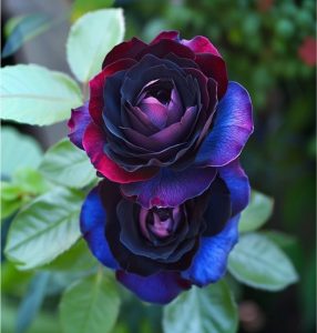 Роза Скарлет Рэвери купить по цене от 489р. в интернет-магазине «Посадика» с доставкой почтой в в Рыльске и по всей России – [изображение №1].