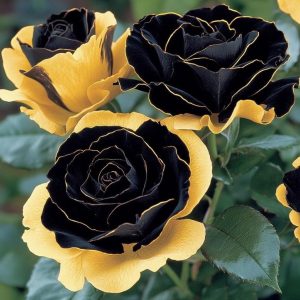 Роза Ханни Сикл купить по цене от 700р. в интернет-магазине «Посадика» с доставкой почтой в в Рыльске и по всей России – [изображение №1].