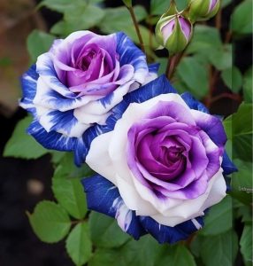 Роза Айвори Каскад купить по цене от 420р. в интернет-магазине «Посадика» с доставкой почтой в в Рыльске и по всей России – [изображение №1].