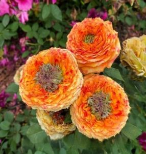 Роза Золотой Мираж купить по цене от 420р. в интернет-магазине «Посадика» с доставкой почтой в в Рыльске и по всей России – [изображение №1].